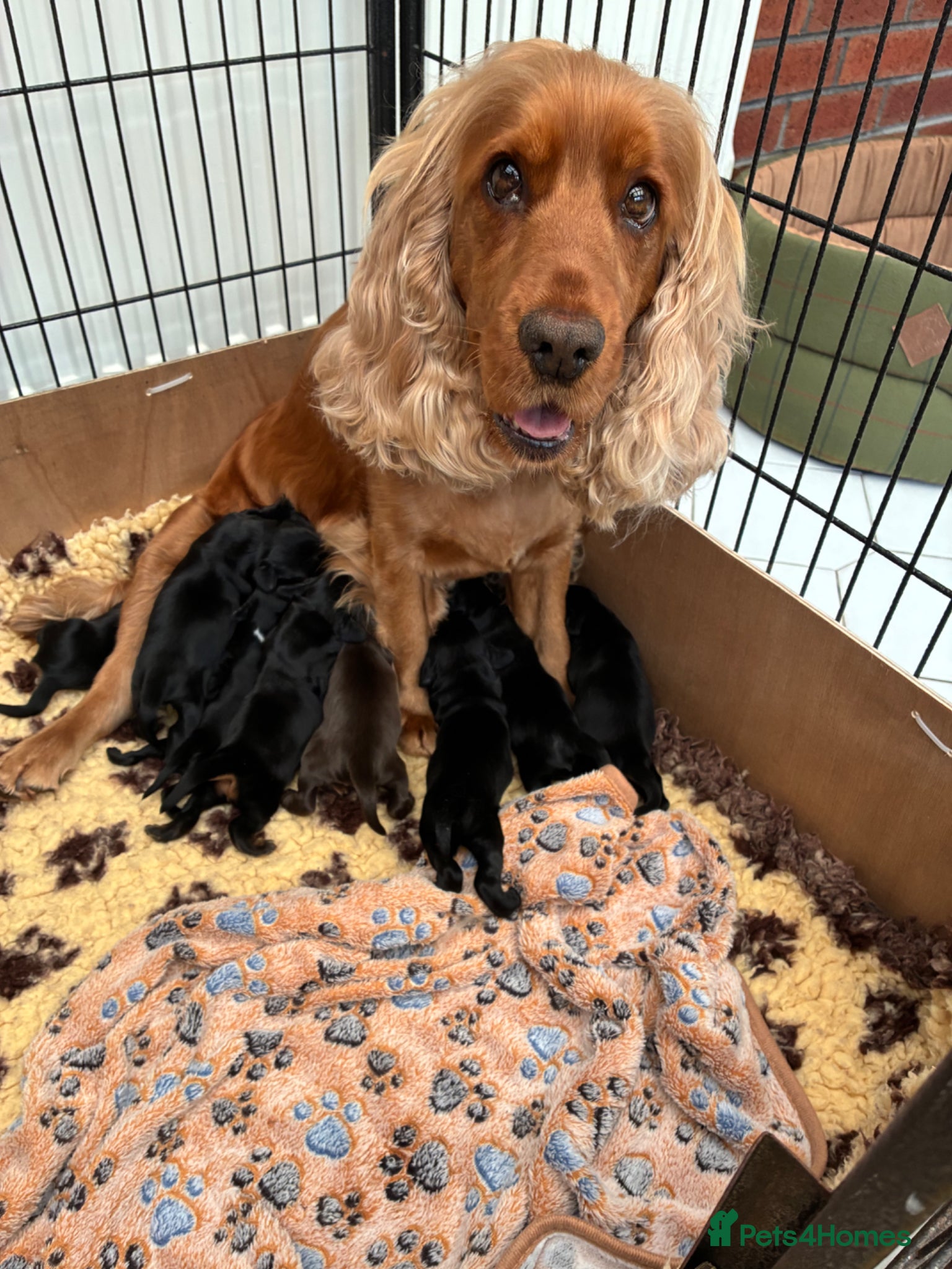 Cocker Spaniel dogs Show type Cocker Spaniel puppies, both sexes - Advert 1