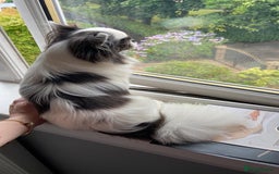 Chihuahua dogs for stud: Buster - Long Coat Chihuahua Stud - Advert 2