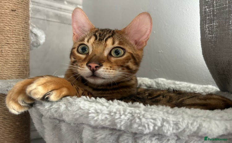 Bengal cats - Advert 1