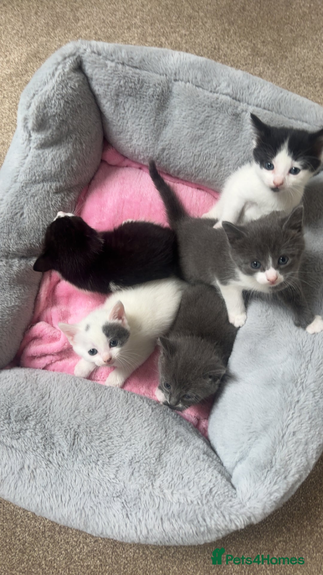 Mixed Breed cats for sale: Cute kitten  - Image 4