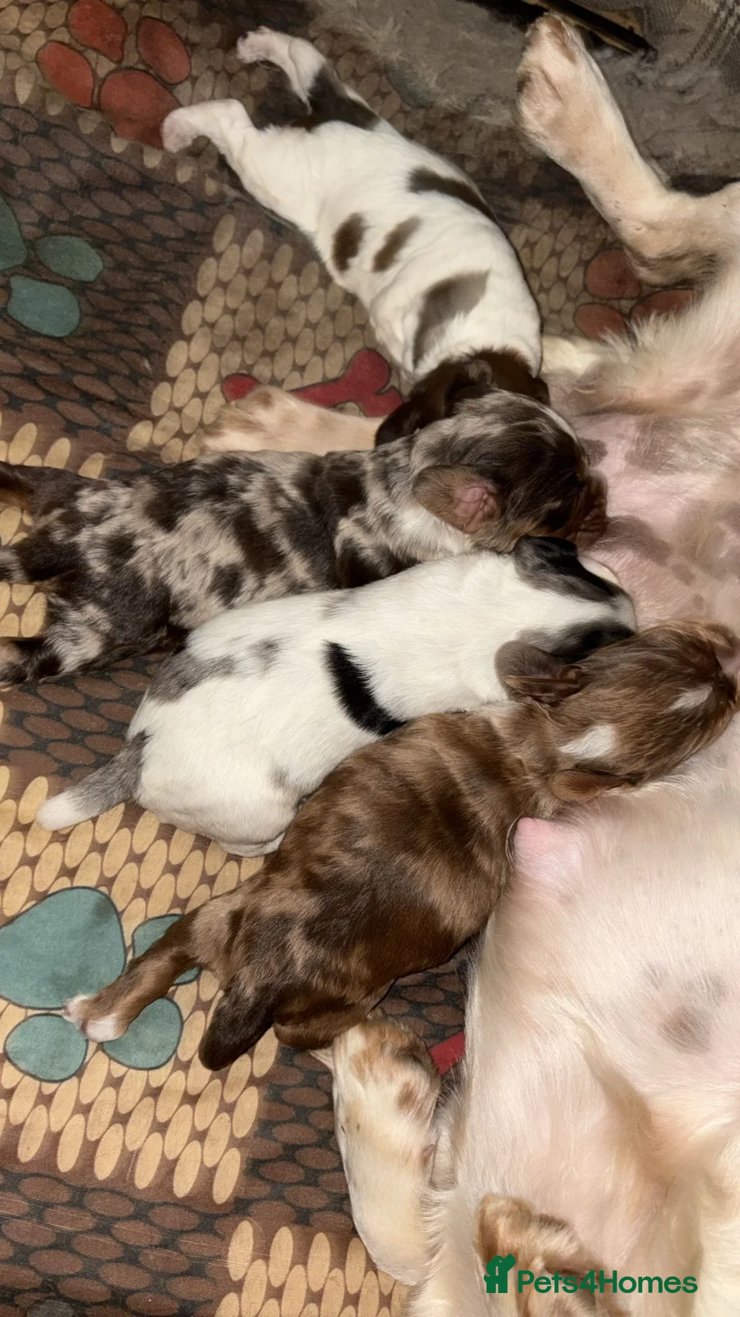 Cocker Spaniel dogs for stud: MERLE cocker spaniel at stud  - Advert 2
