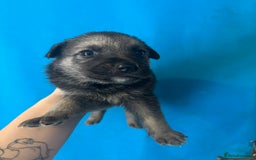 German Shepherd dogs for sale: 10 German Shepard Puppies for sale  - Image 3