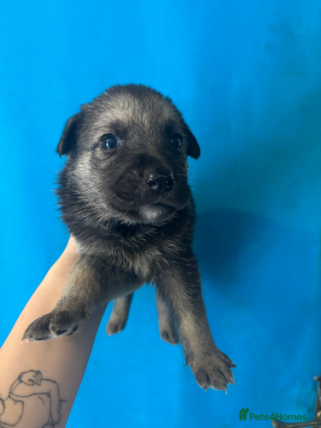 German Shepherd dogs for sale: 10 German Shepard Puppies for sale  - Image 3