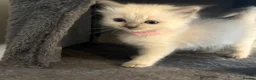 Ragdoll cats for sale: Beautiful girl Ragdolls  - Advert 8