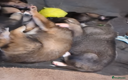 Shepsky dogs for sale: 3 Beautiful Female Bi-eyed Shepsky puppies  - Image 9