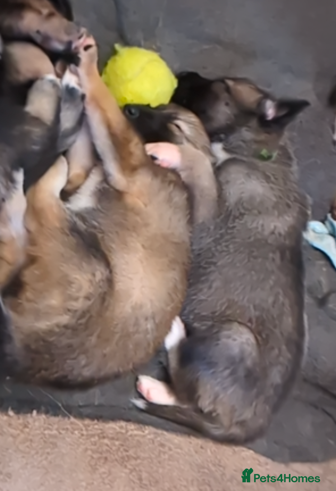 Shepsky dogs for sale: 3 Beautiful Female Bi-eyed Shepsky puppies  - Image 9