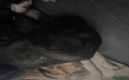 Caucasian Shepherd Dog dogs for sale: Caucasian Shepherds  - Advert 11