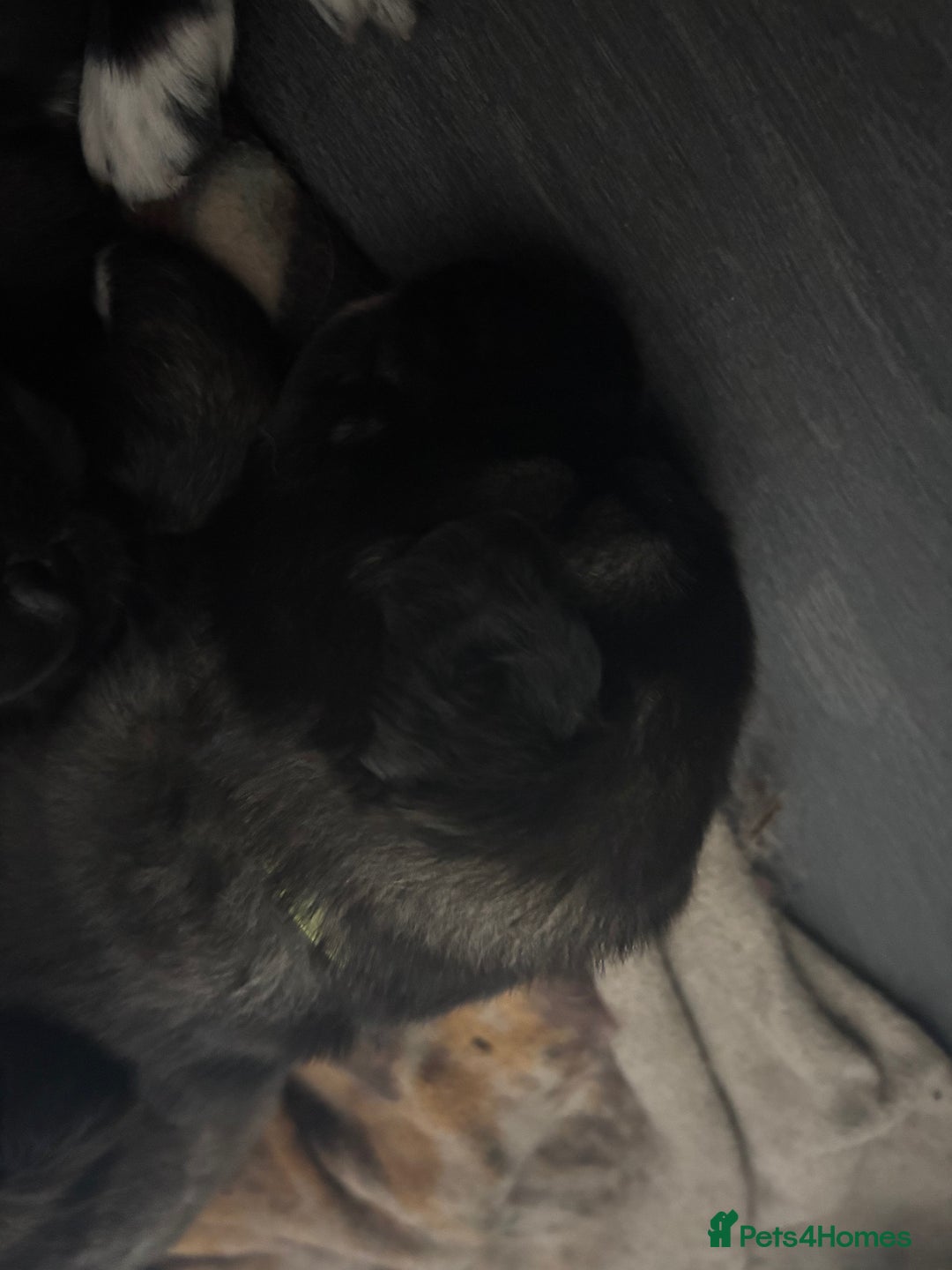 Caucasian Shepherd Dog dogs for sale: Caucasian Shepherds  - Advert 11