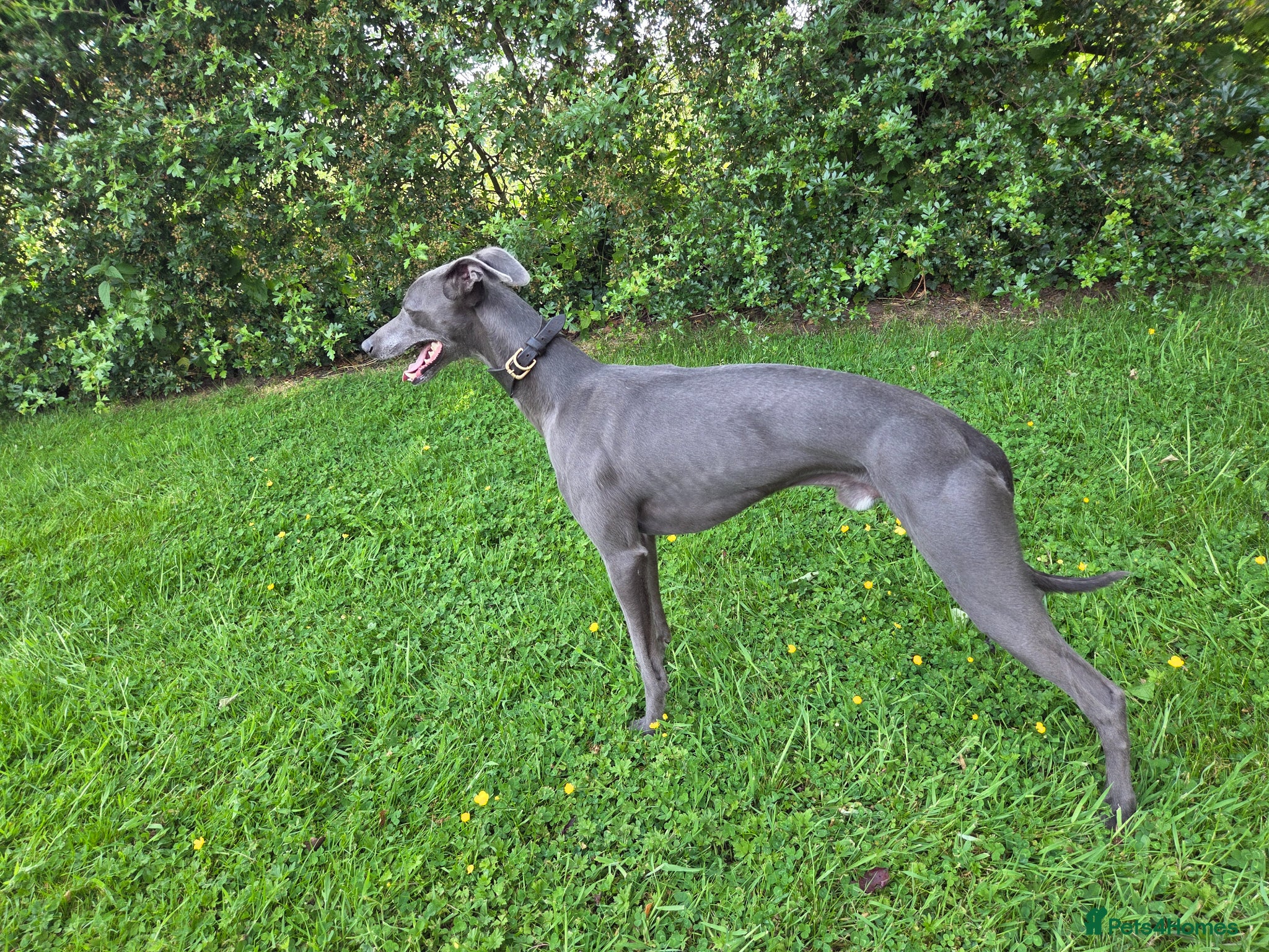 Whippet dogs KC Whippet - Heart test clear - Advert 2