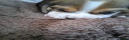 Beagle dogs for sale: Champion Tri-Color Beagles pups! in Doncaster - Advert 6