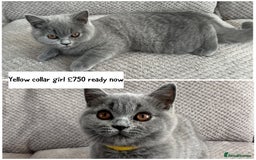 British Shorthair cats for sale: SALE!!   BSH Kitten SALE!! £650 - Image 6