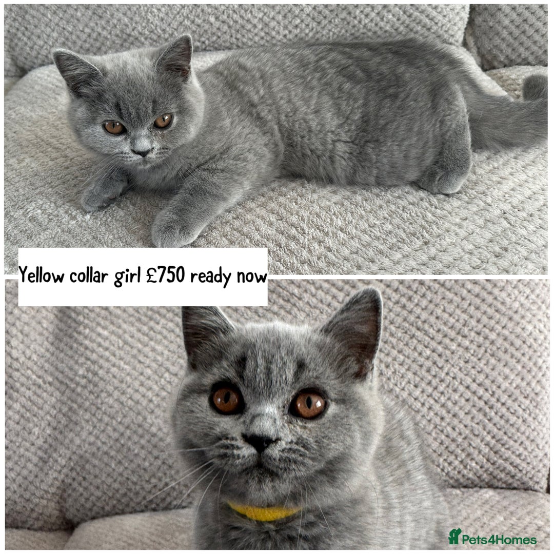British Shorthair cats for sale: SALE!!   BSH Kitten SALE!! £650 - Image 6