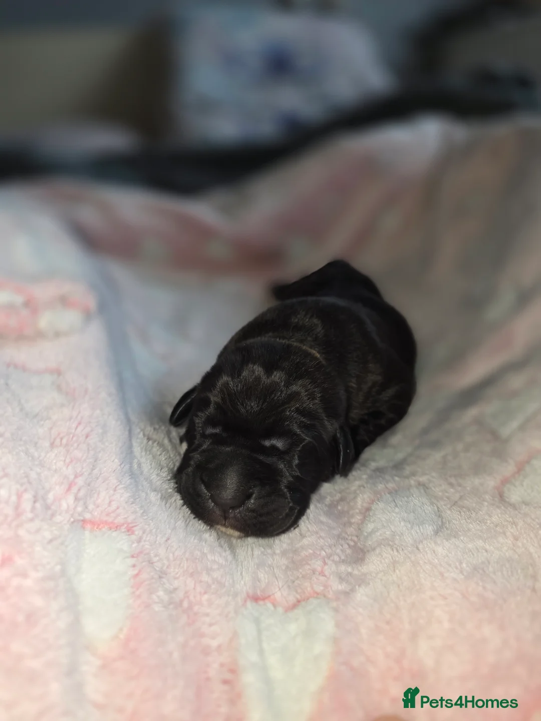Cane Corso dogs for sale: Cane corso puppies - Advert 10