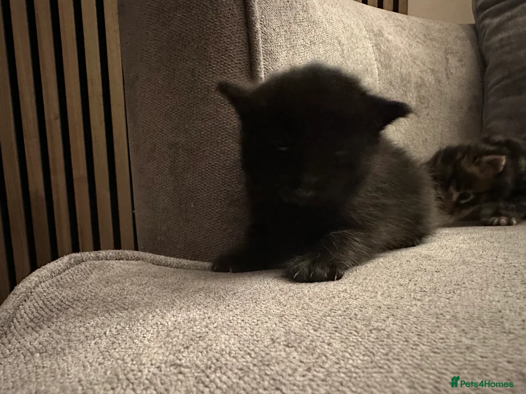 Mixed Breed cats for sale: X4 beautiful kittens looking for forever home.  - Advert 11