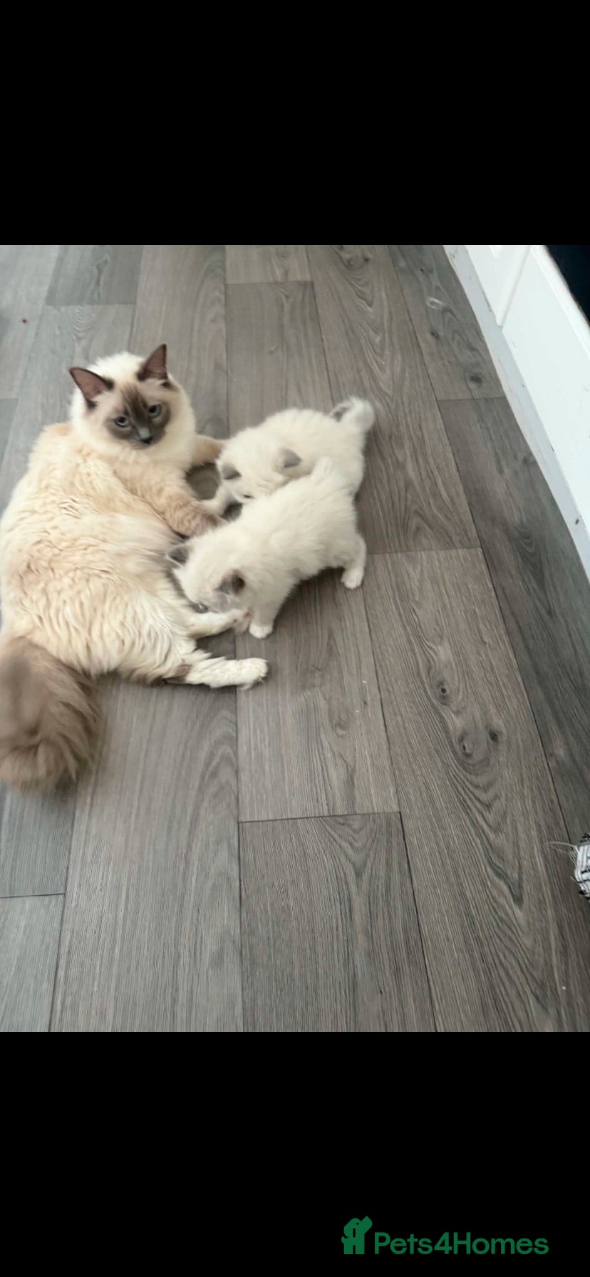 Ragdoll cats Ragdoll kittens  - Advert 1