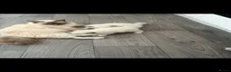 Ragdoll cats for sale: Ragdoll kittens  - Advert 1