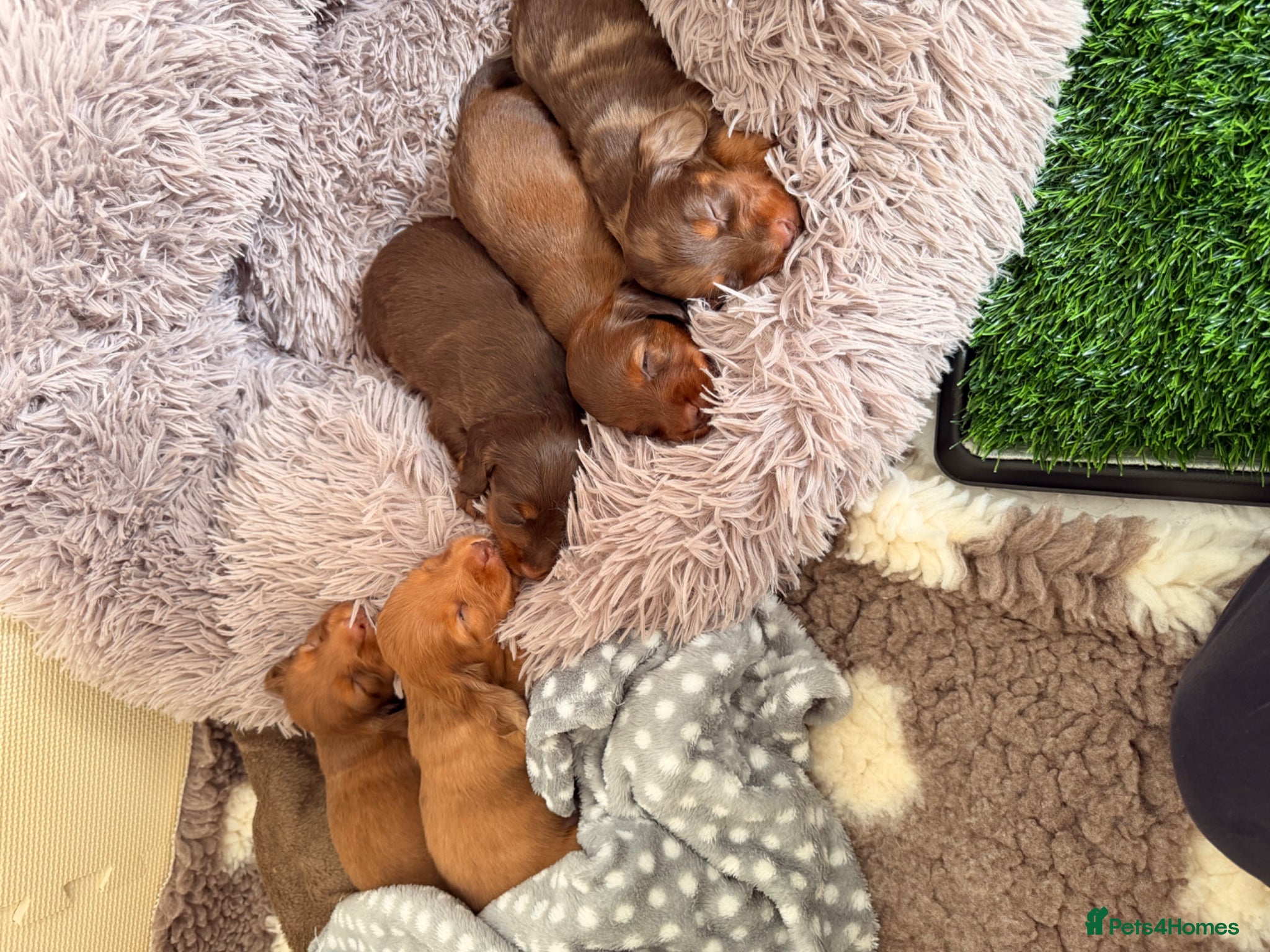 Miniature Dachshund dogs for sale: KC Registered- Long haired Mini Dachshund  in London - Advert 8