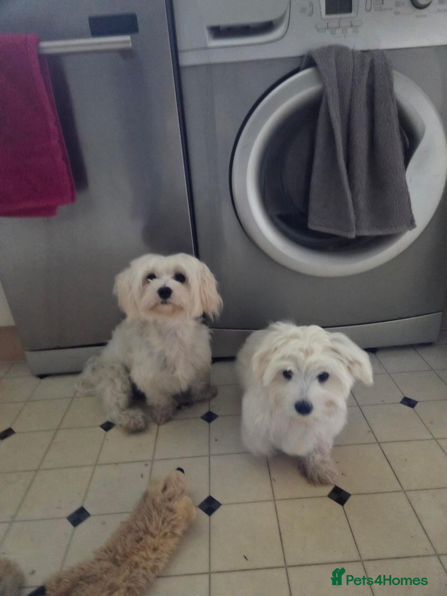 Maltese dogs Pure Maltese puppy - Advert 1