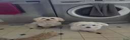 Maltese dogs for sale: Pure Maltese puppy - Advert 1