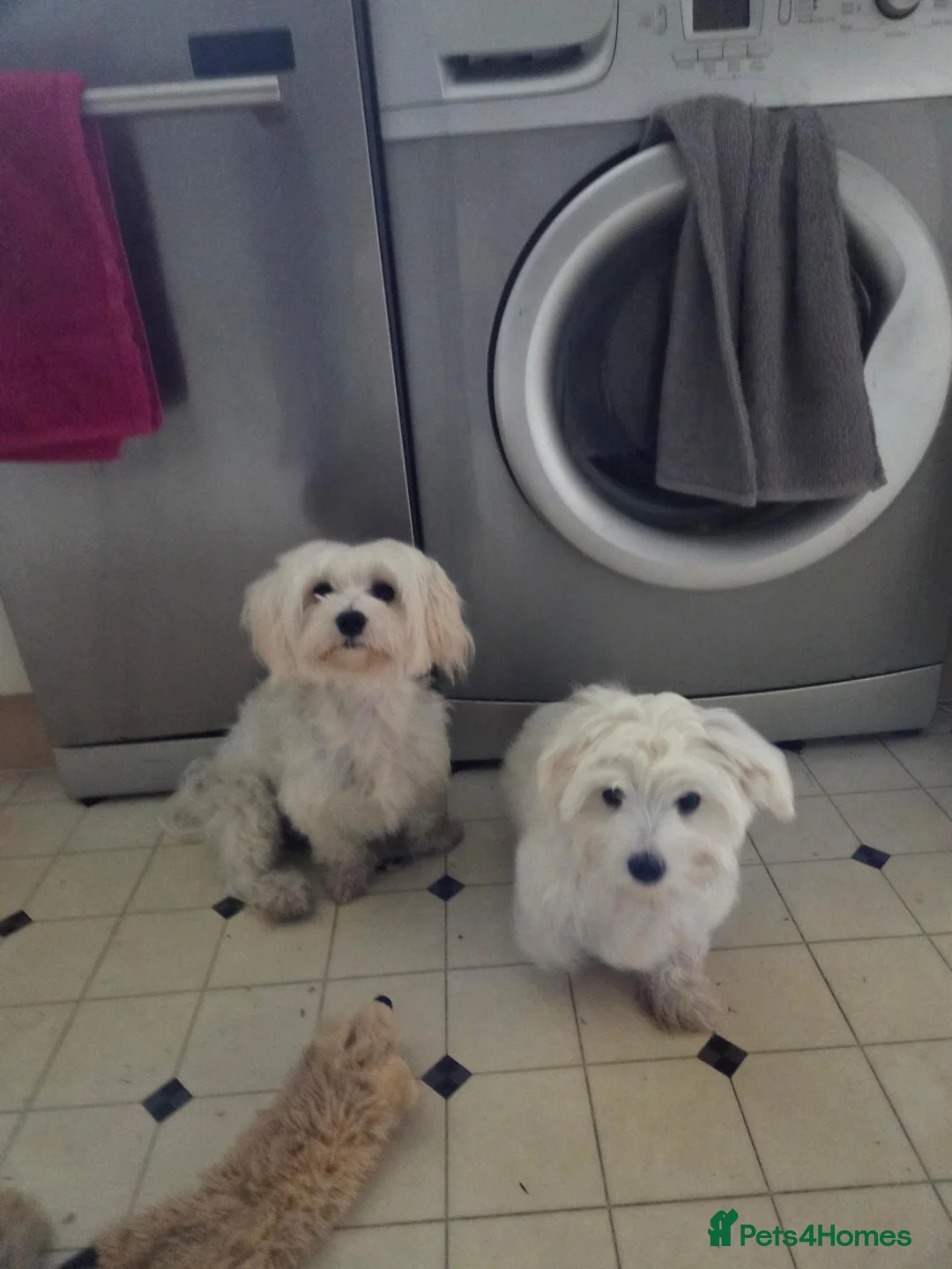 Maltese dogs for sale: Pure Maltese puppy - Advert 1