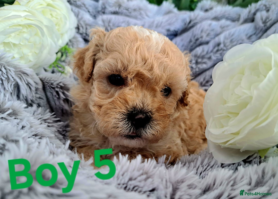 Shihpoo dogs for sale: Shihpoo Shih Tzu x Poodle (Shoodle) Puppies - Image 15