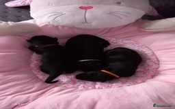German Shepherd dogs for sale: Excellent Long-Haired German Shepherd Puppies. KC. - Image 9