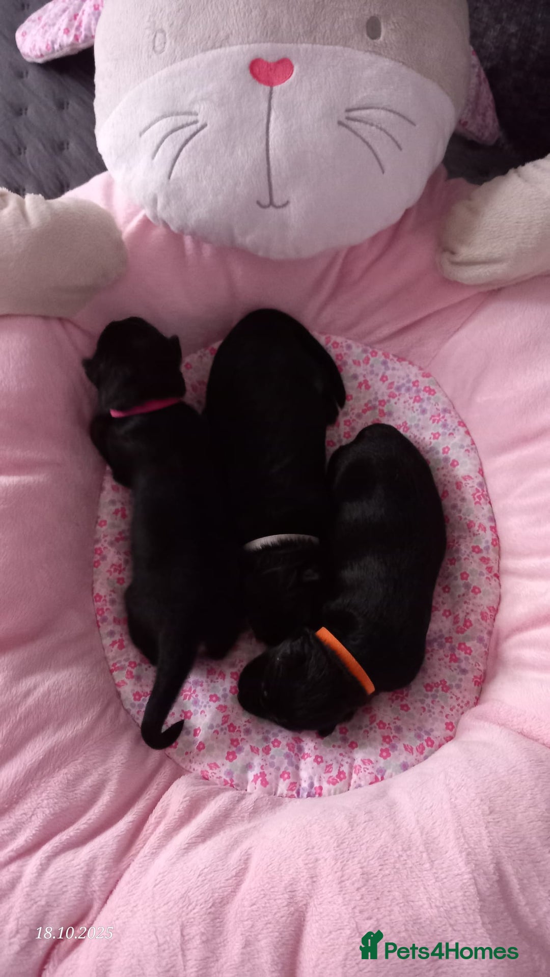 German Shepherd dogs for sale: Excellent Long-Haired German Shepherd Puppies. KC. - Image 9