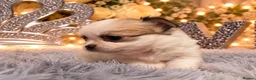 Chihuahua dogs for sale: Exclusive KC reg long coat Chihuahua boys  - Advert 8