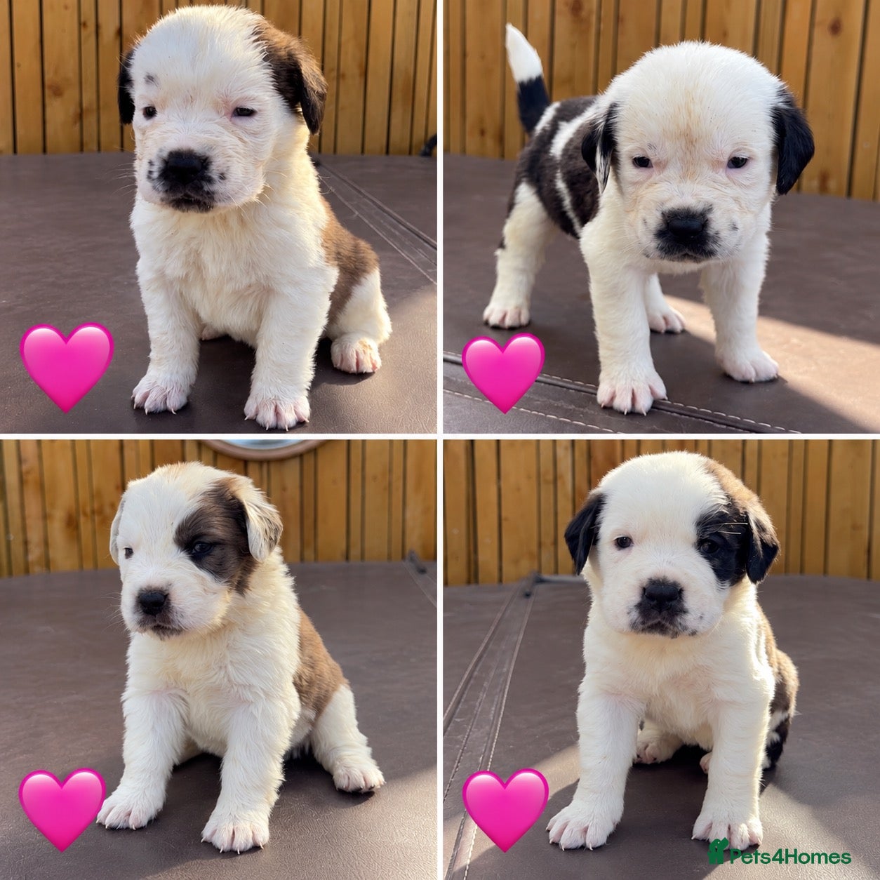 Mixed Breed dogs 🐾Cane Corso × St Bernard Puppies 🐾 4 GIRLS LEFT - Advert 1