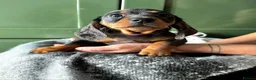 Dachshund dogs for sale: Stunning Standard Datchhound puppies    - Advert 16