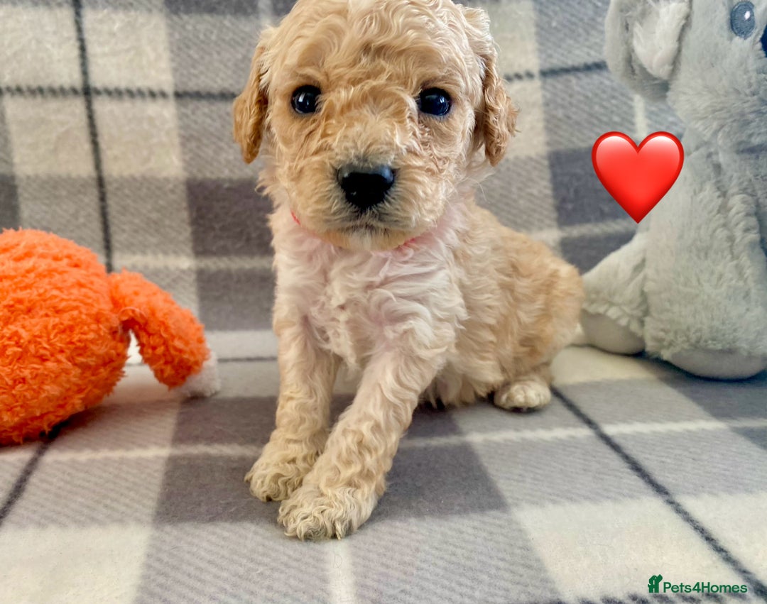 Cavapoo dogs for sale: 💖 F1B Cavapoo Puppies FULLY DNA TESTED 💖 - Image 18