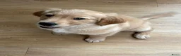 Golden Retriever dogs for sale: 10-Month-Old KC Registered Golden Retriever  - Advert 10