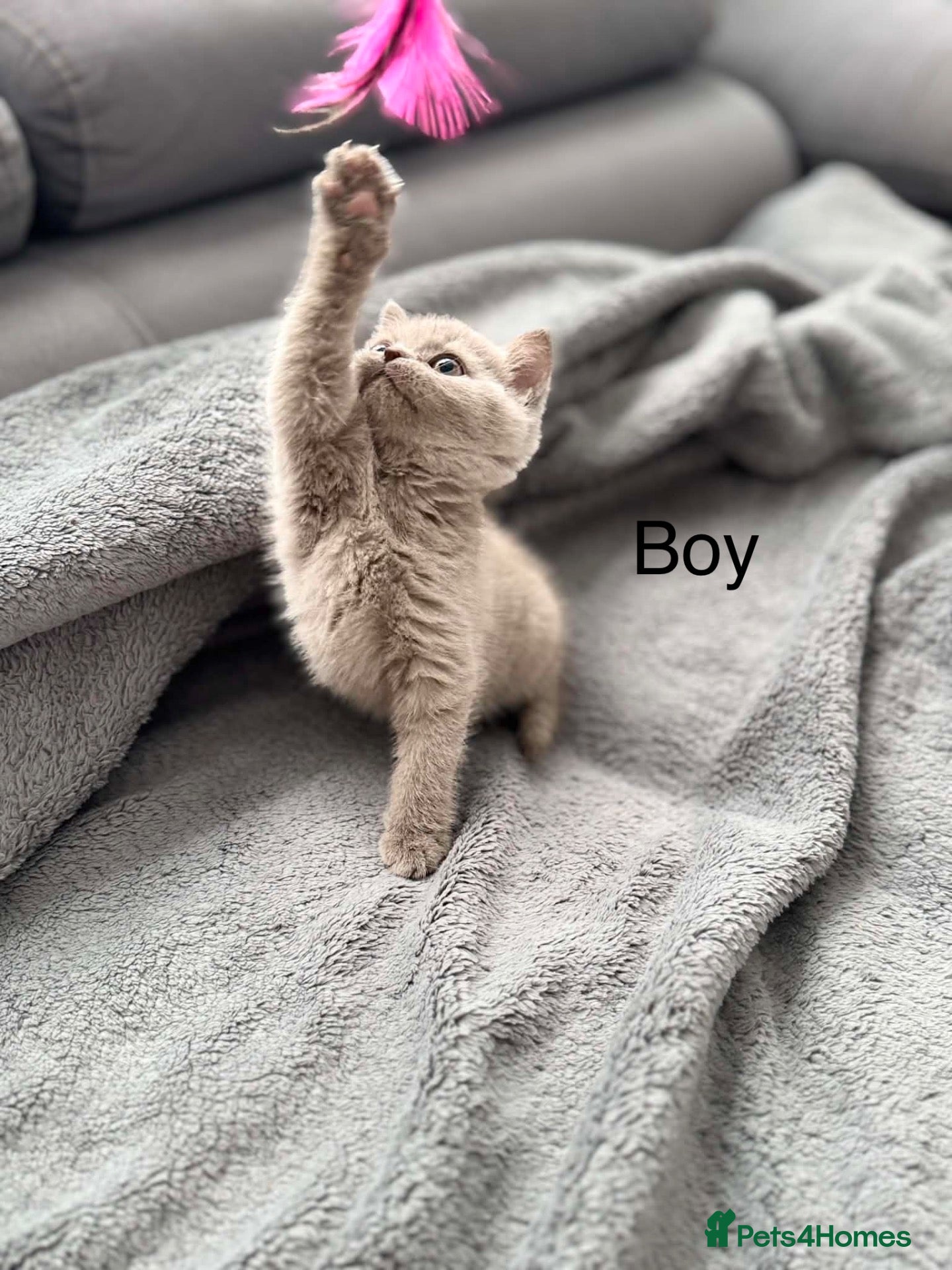 British Shorthair cats British shorthair kittens 3 boys left  - Advert 17