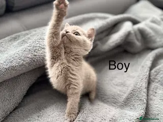 British Shorthair cats British shorthair kittens 3 boys left - Advert 17