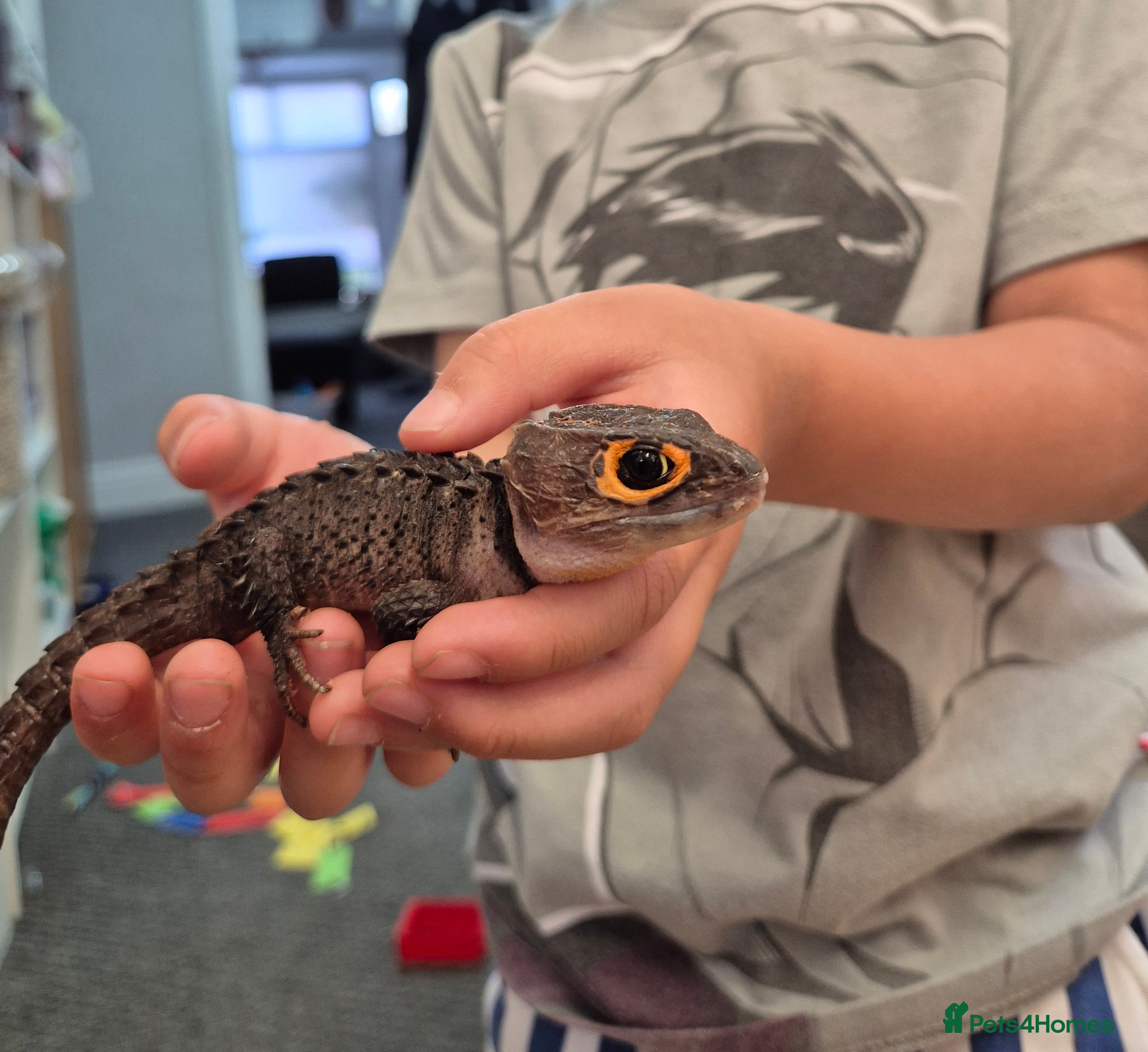 Skink reptiles Red eyed crocodile skink - Advert 1