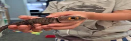 Skink reptiles for sale: Red eyed crocodile skink - Advert 1