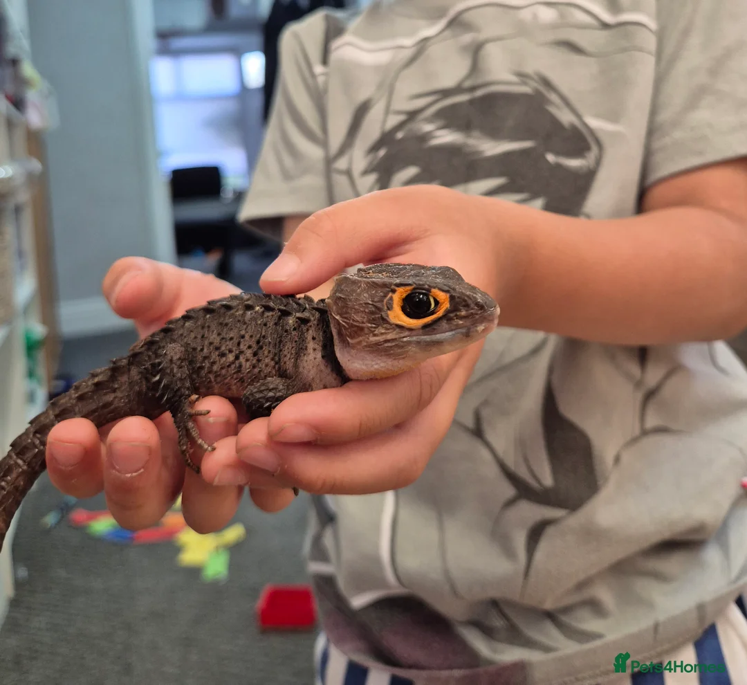 Skink reptiles for sale: Red eyed crocodile skink - Advert 1
