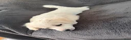 Bichon Frise dogs for sale: 3 bichon frise for sale - Advert 3