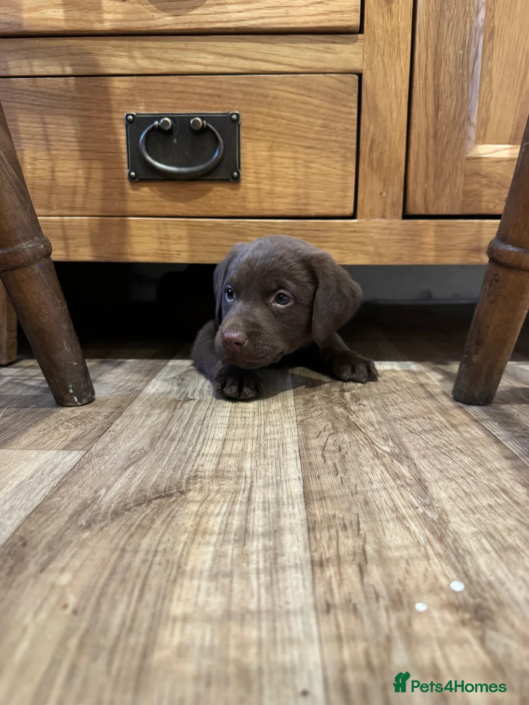 Labrador Retriever dogs for sale: Beautiful Chocolate and Yellow working Labradors  - Advert 17