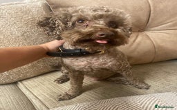 Miniature Poodle dogs for sale: Beautiful flower girl& Bertie boy , need a loving  - Image 5