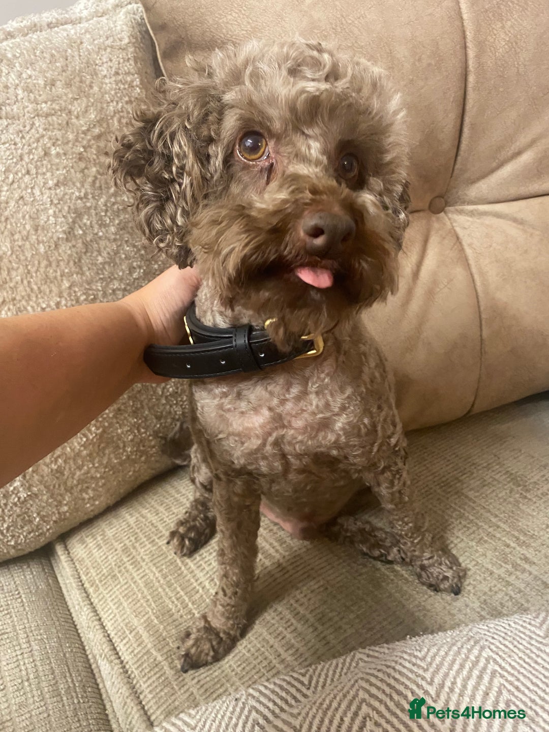 Miniature Poodle dogs for sale: Beautiful flower girl& Bertie boy , need a loving  - Image 5