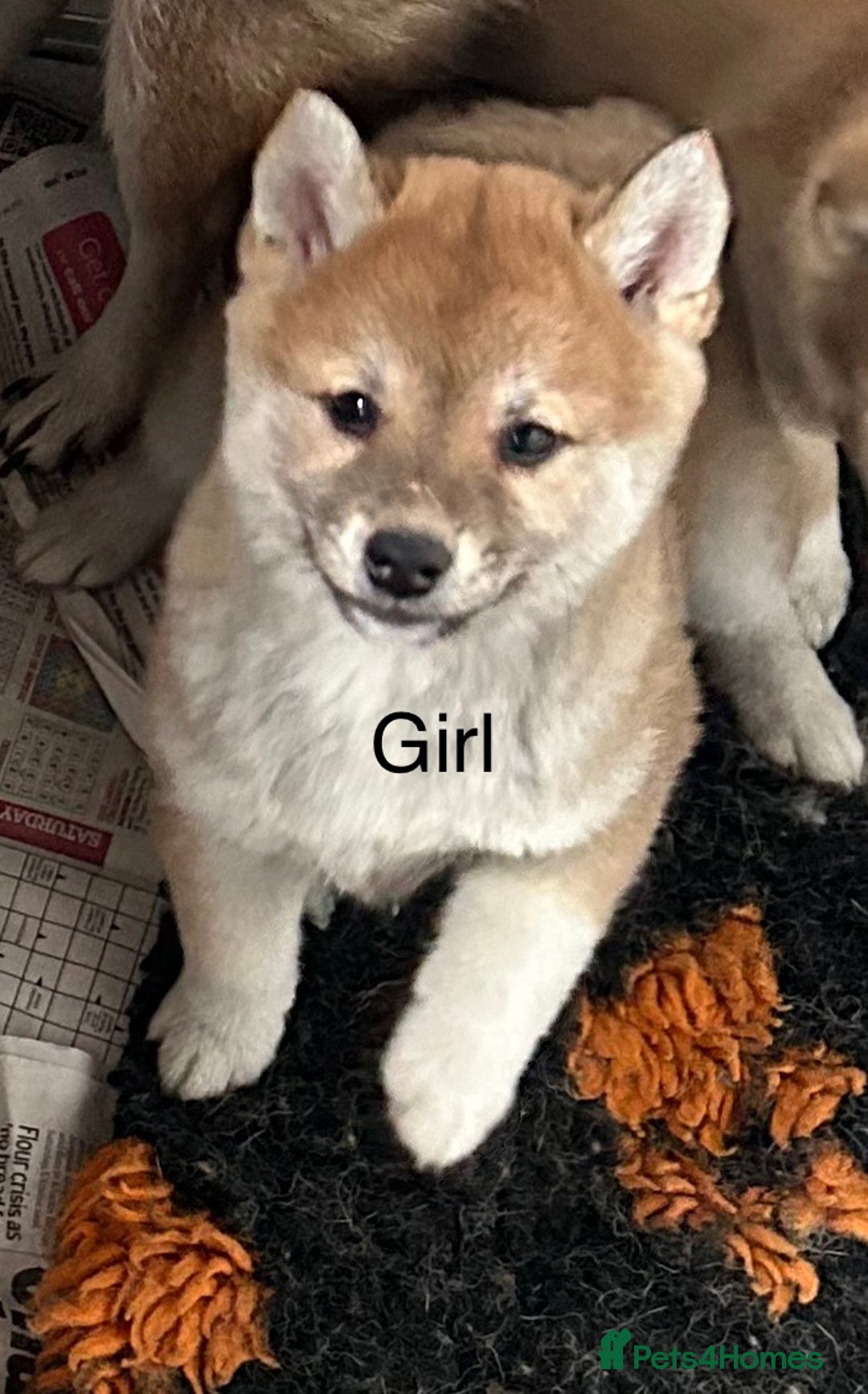 Japanese Shiba Inu dogs for sale: Stunning litter of Japanese Shiba Inu puppies  - Advert 2