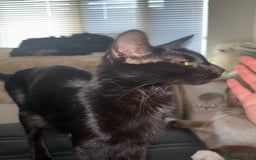 Bombay cats for sale: Mother and daughter kitties for adoption - Image 5