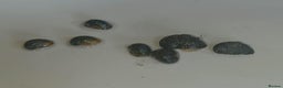 Snails fish for sale: Freshwater  nerite snails  - Advert 13