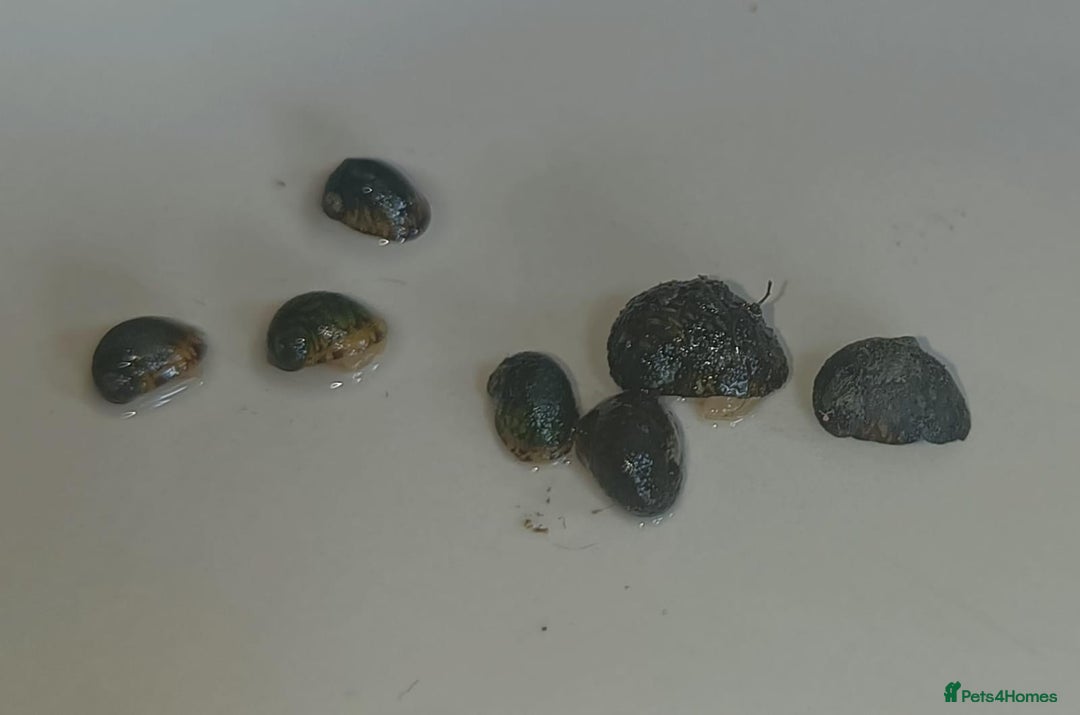Snails fish for sale: Freshwater  nerite snails  - Image 13