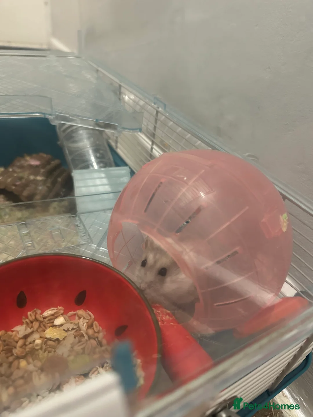 Hamster rodents for sale: Dwarf robo hamster and set up - Advert 1