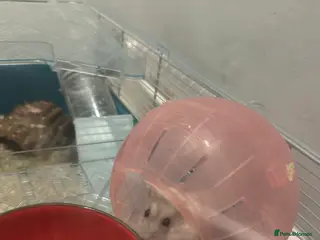 Hamster rodents Dwarf robo hamster and set up - Advert 2