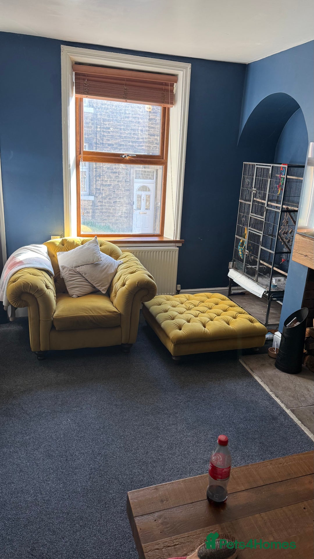 Sugar Glider rodents for sale: 4x sugar gliders - Advert 9