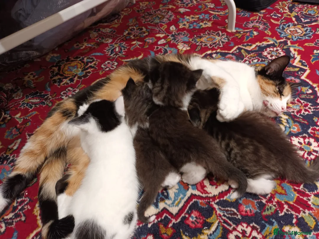 Mixed Breed cats for sale: Playful kittens  - Advert 1