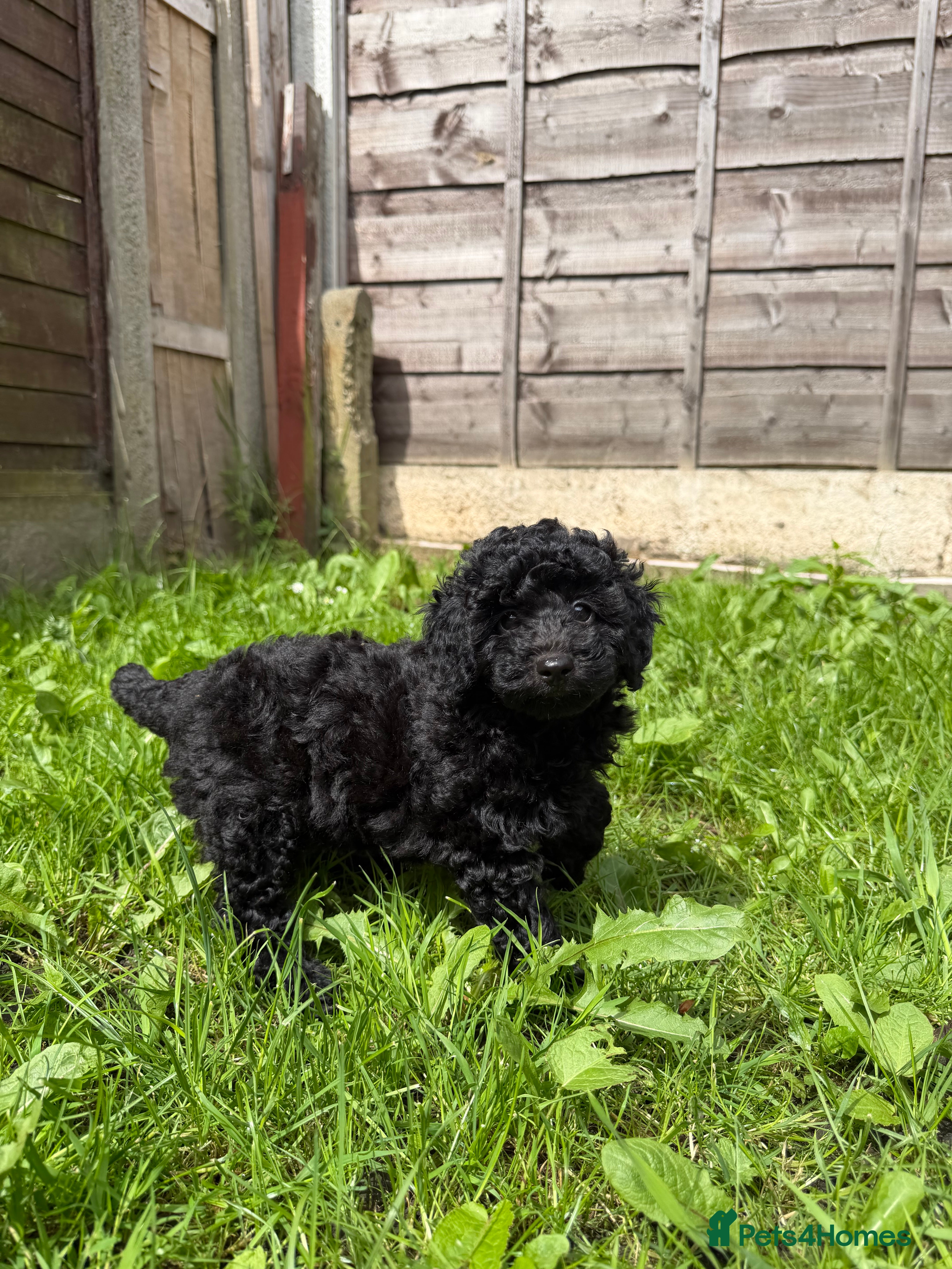 Toy Poodle dogs KC REG Gorgeous Deep Red Toy Poodle Pups😍🐶 - Advert 10